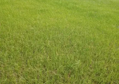 Lawn Care Company