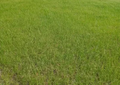 Lawn Service Company